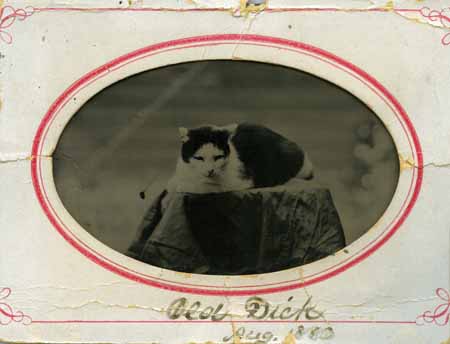 CDV_Tin_Old_Tom_Cat