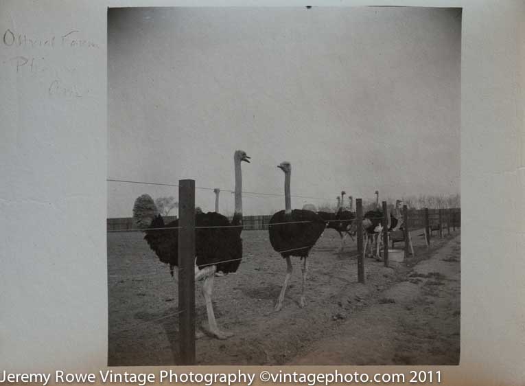 Phoenix Ostrich farm ca 1900