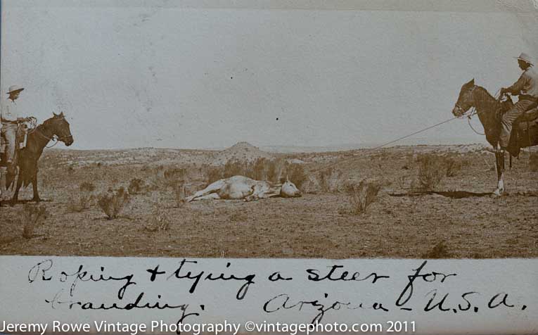 A. T. ca 1908, Cattle Branding