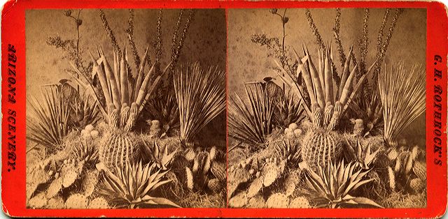 60arizonashrubbery-cactus.jpg